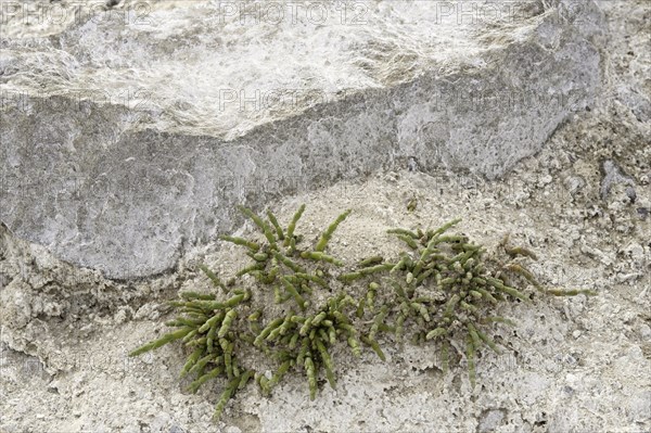 Perennial glasswort