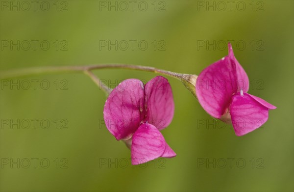 Grass Vetchling