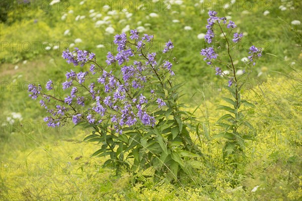 Giant Bellflower