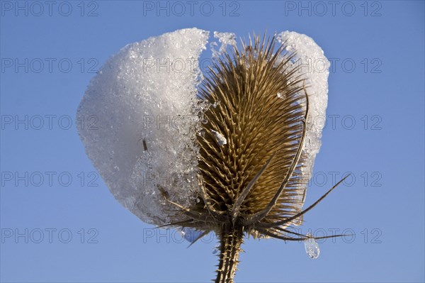 Wild teaspoon with snow