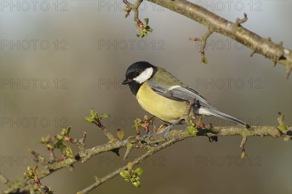 Great Tit