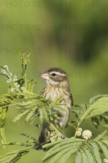 Rose-breasted grosbeak