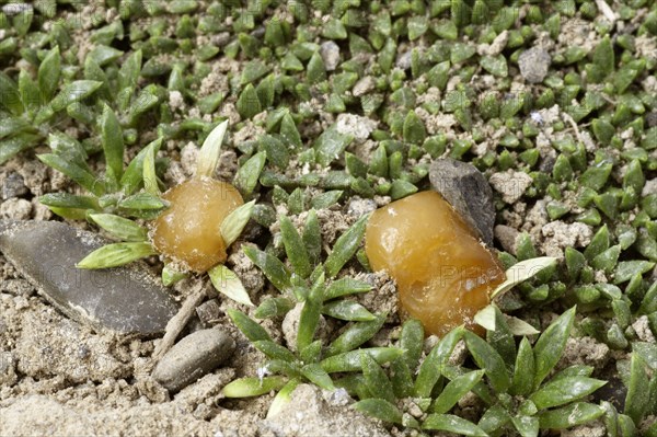 Balsam Bog