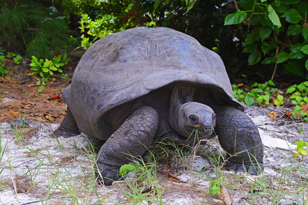 Aldabra giant tortoises