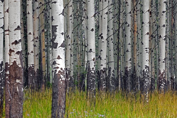 Trembling poplar