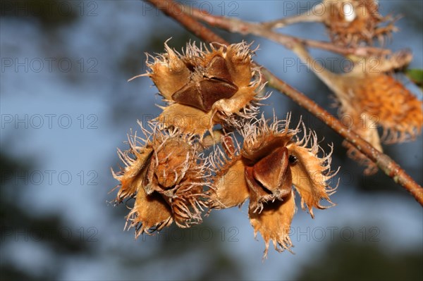 European beech