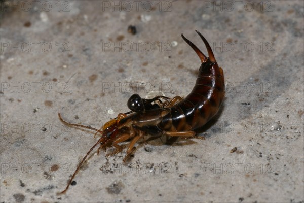 Common Earwig