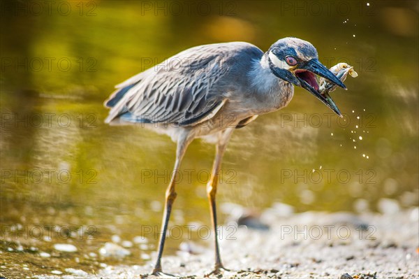 Yellow-crowned night heron