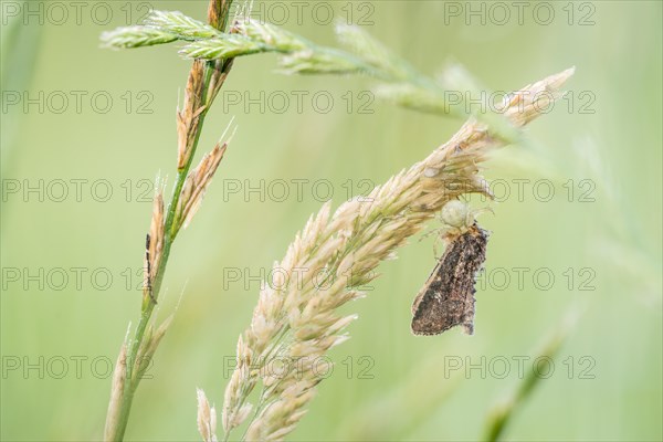 Crab spider eats moths