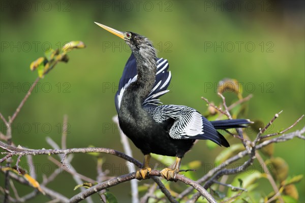 Anhinga