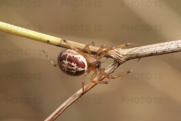 False widow