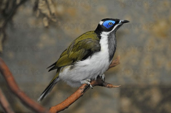 Blue-eared Honeyeater