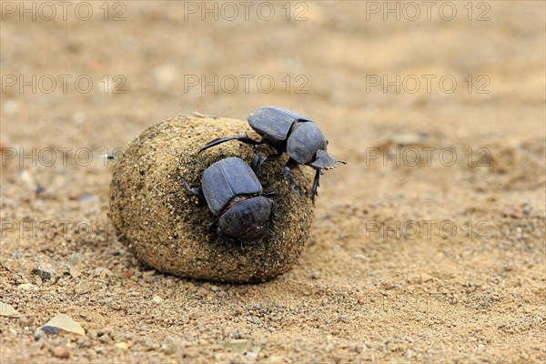 Dung beetle