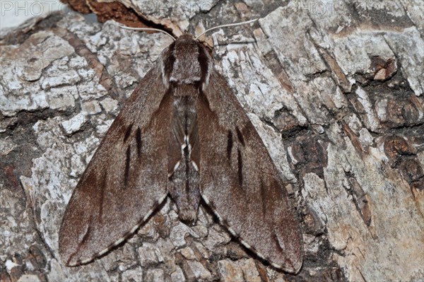 Pine Hawk Moth