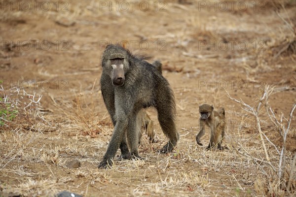 Chacma baboon