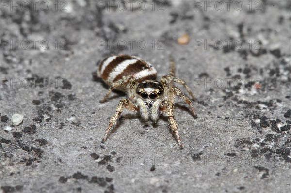 Zebra spider