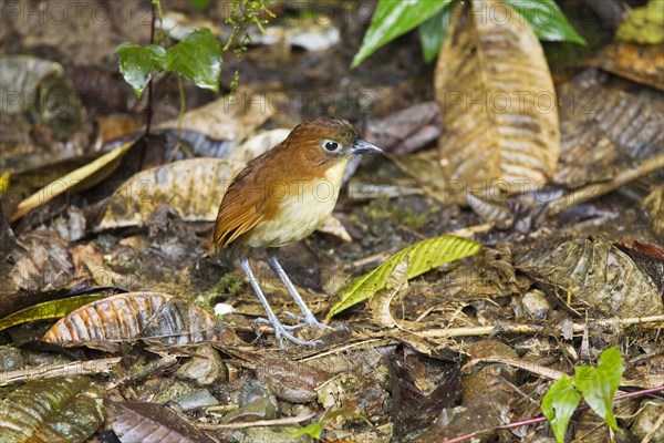 Yellow-breasted Antpitta