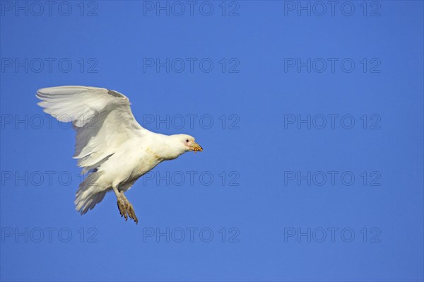 White-faced sheathbill