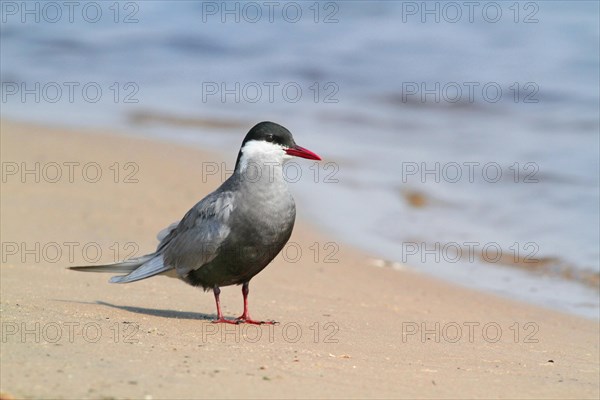 Whiskered Tern