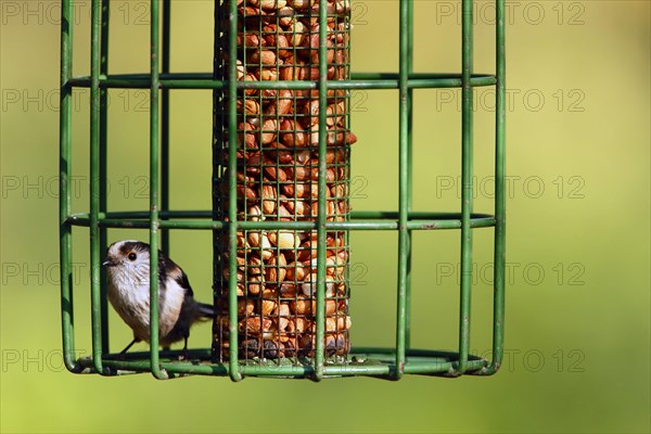 Long-tailed tit