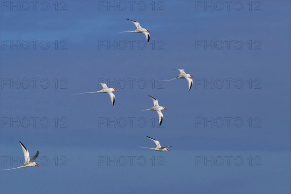 Red flock of factored tropic birds take flight