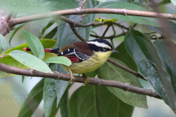 Red-tailed Minla