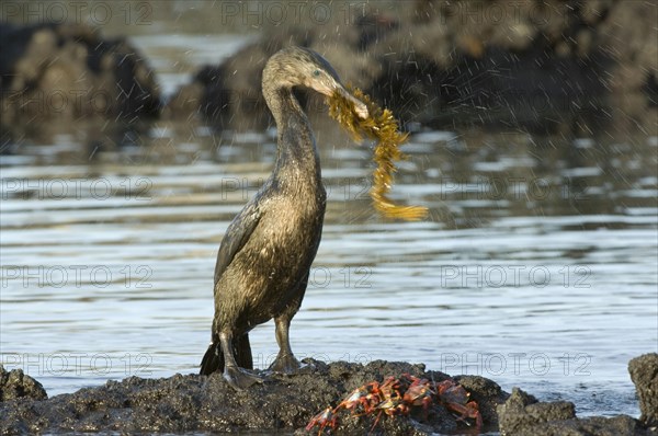 Flightless cormorant