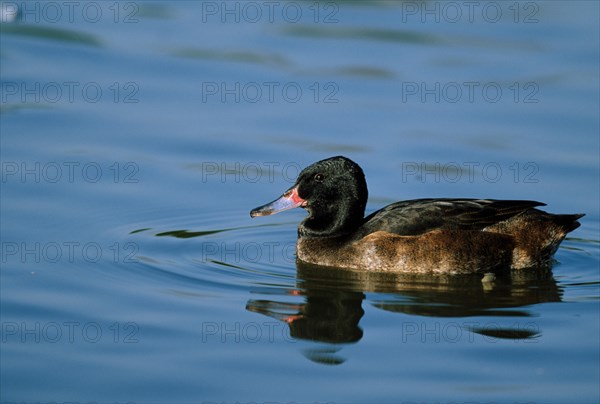 Black-headed duck