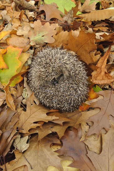 European Hedgehog