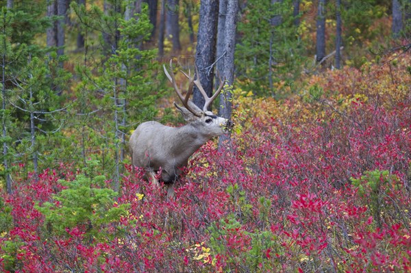 Mule Deer