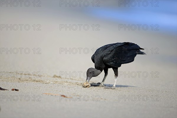 American black vulture