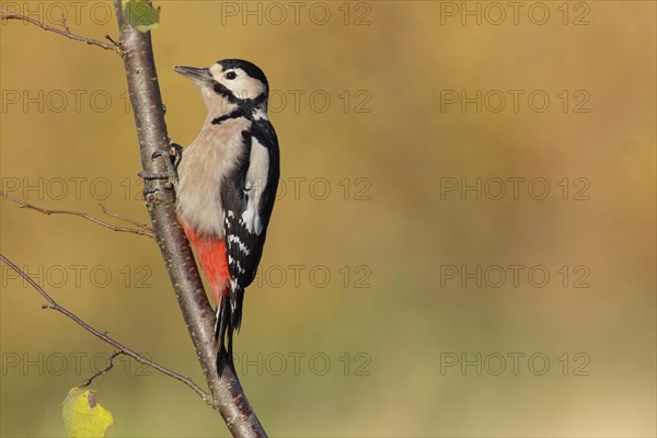 Great Spotted Woodpecker