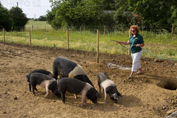 Saddle-head sow with piglets at washing time