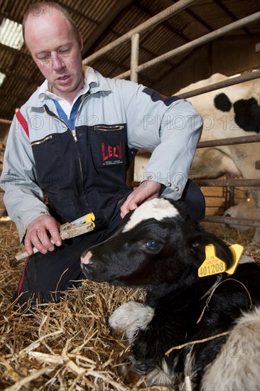 Cattle farming