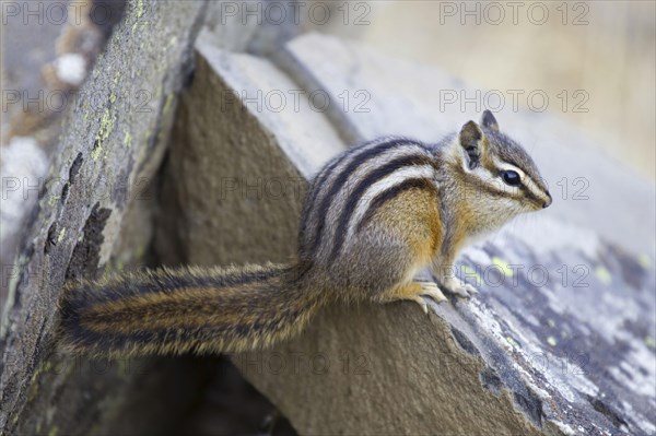 Least Chipmunk