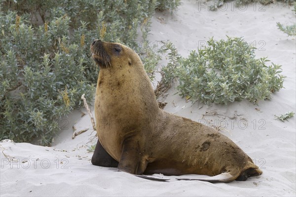 Australian sea lion