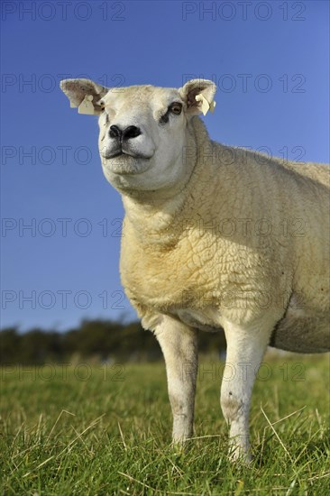 Domestic Sheep