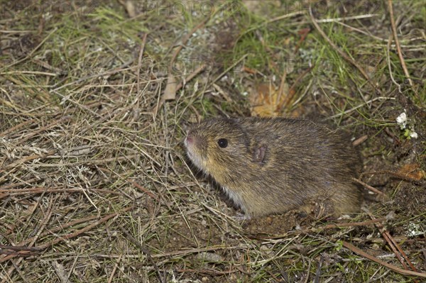 Field mouse