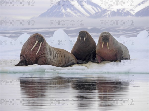 Atlantic Walrus