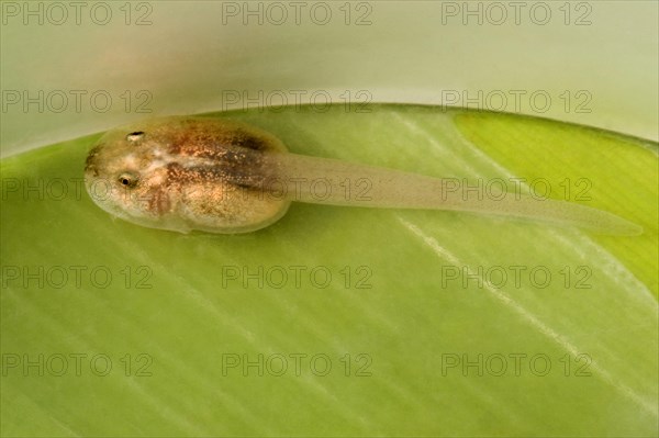 Tadpole with golden poison dart frog