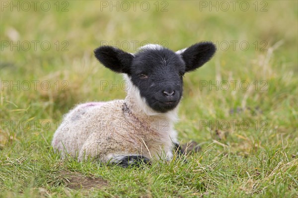 Domestic Sheep