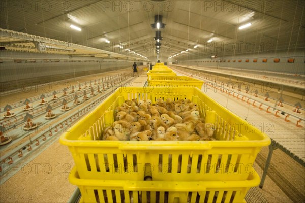 Chicken farming