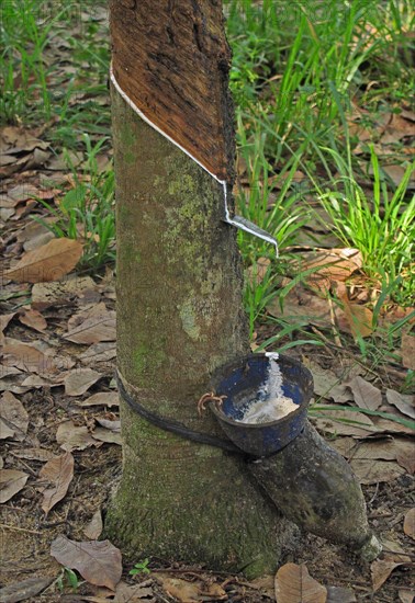 Rubber tree trunk with shell for collecting latex