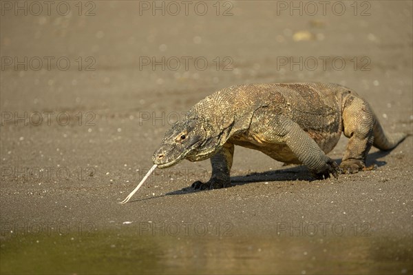 Komodo Dragon