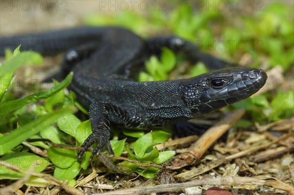 Iberian rock lizard