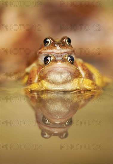 Common Frog