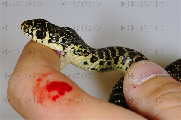 Western green whip snake