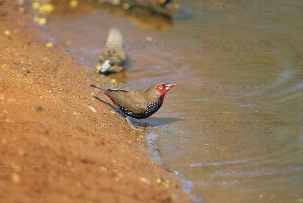 Painted Chaffinch