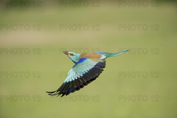 European Roller