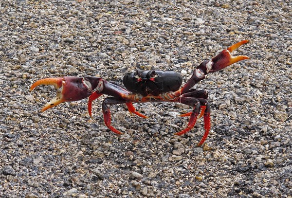 Zombie crab